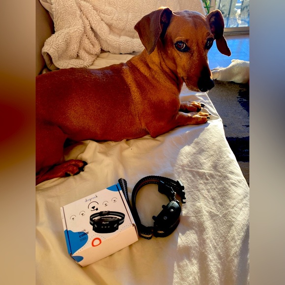 DogRook bark collar - Picture 1 of 5